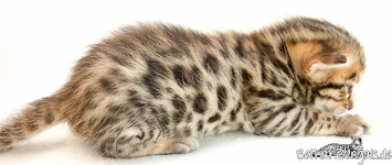 Leopardette Züchter